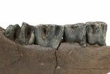 Fossil Woolly Rhino (Coelodonta) Jaw - Siberia #225189-4